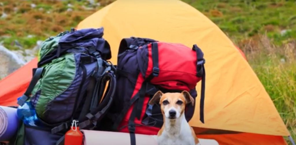 Two well-organized backpacks in front of a tent with a happy looking dog in the foreground.