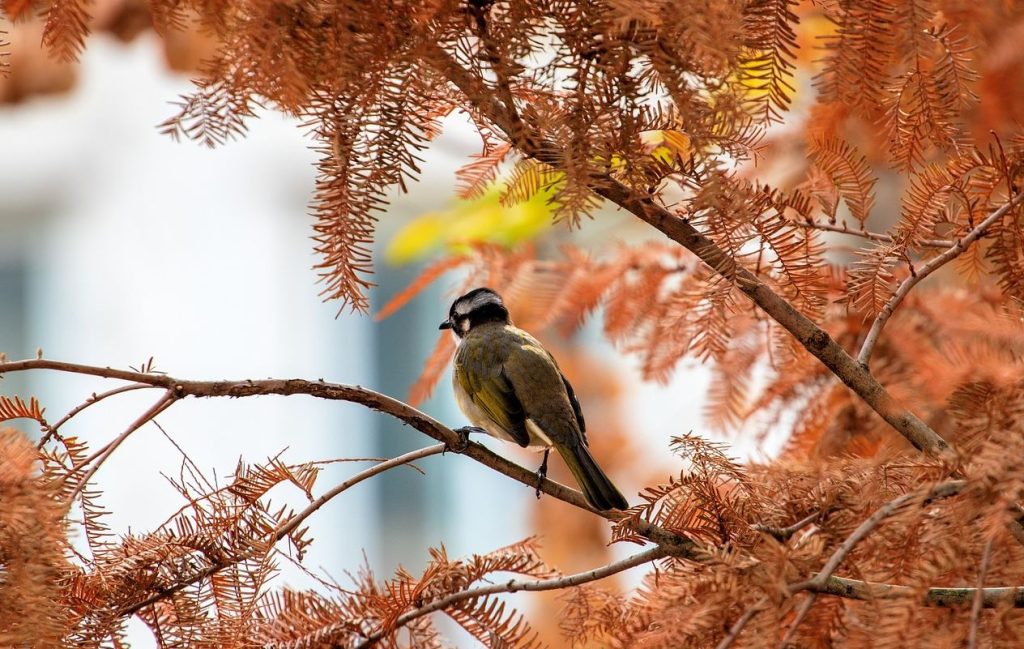 Finch on a branch surrounded by autumn leaves. Fall camping is perfect for birdwatching.