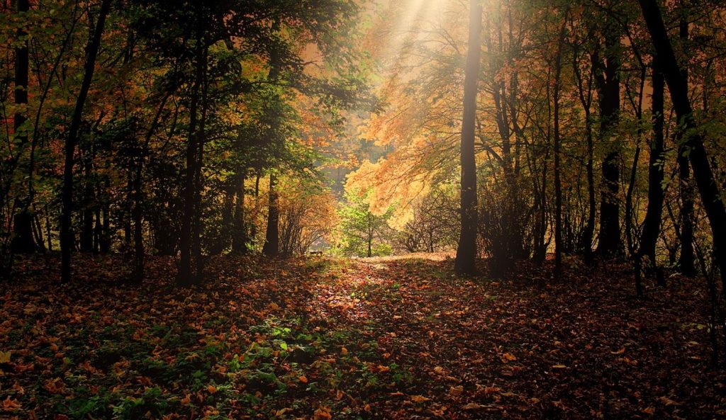 Fall foliage with rays of sun shining through a forest canopy.