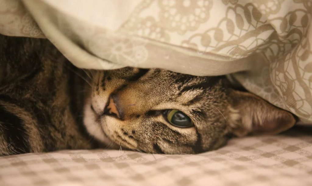 A cat traveling in an RV, provided a comfortable cover that the cat can hide under to promote calmness and security.