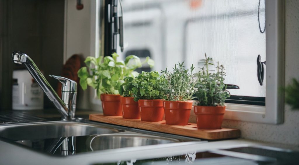 A group of potted herbs in an RV kitchen to add greenery and be used in RV cooking.