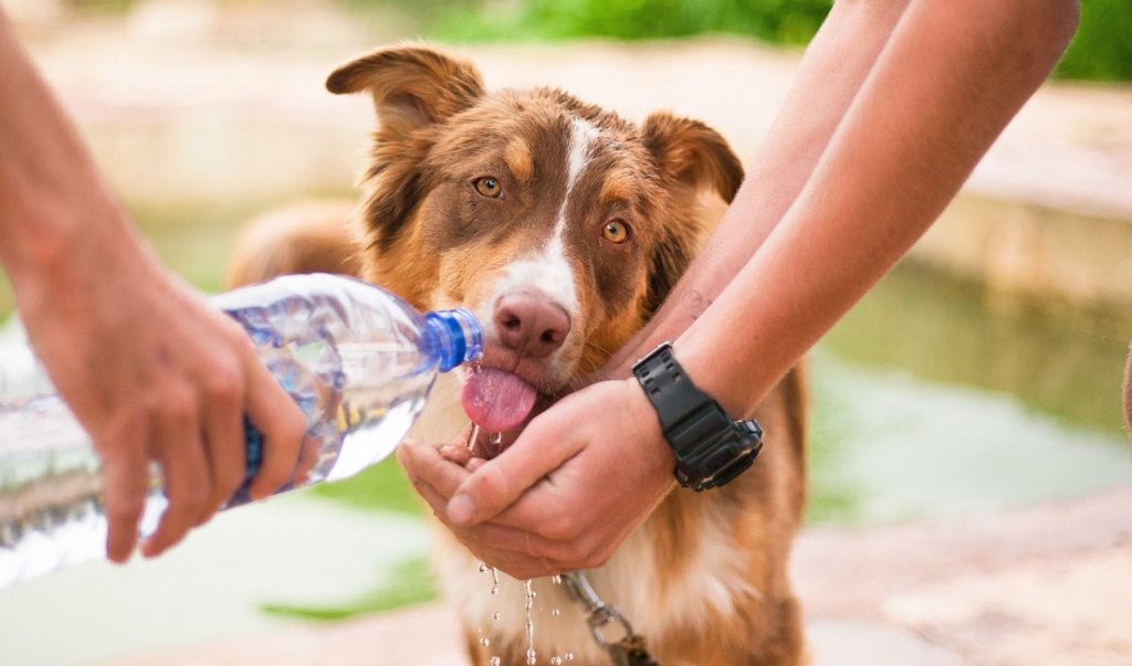 Photo of two hikers giving their dog water from a bottle. 