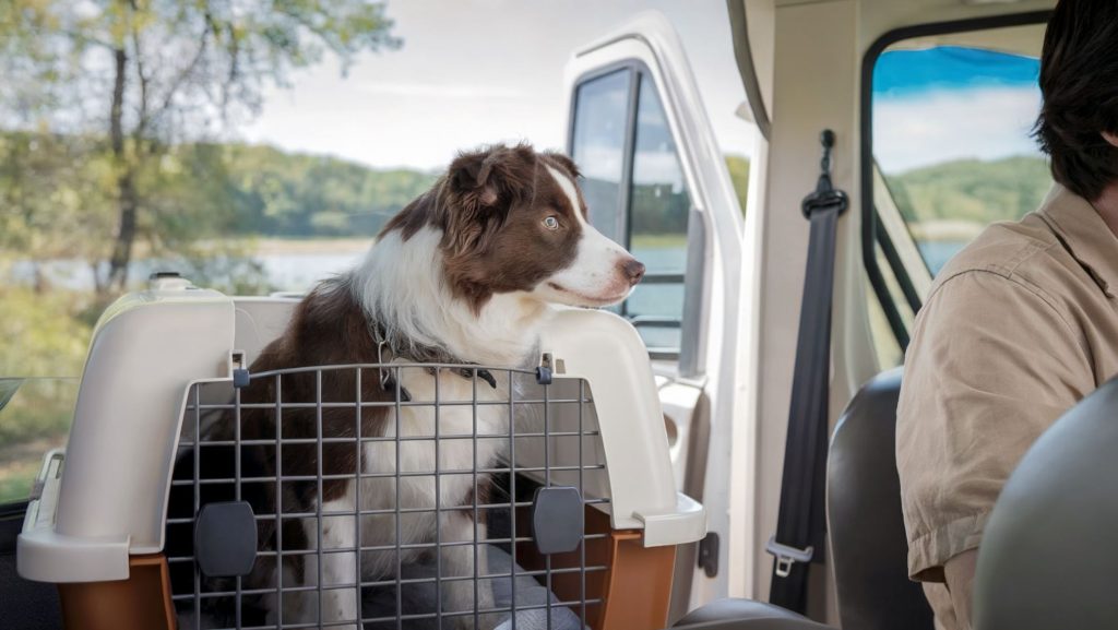 Brown and white border collie in a safe pet carrier for RV travel. Dog can see the driver which is very important for pet comfort.