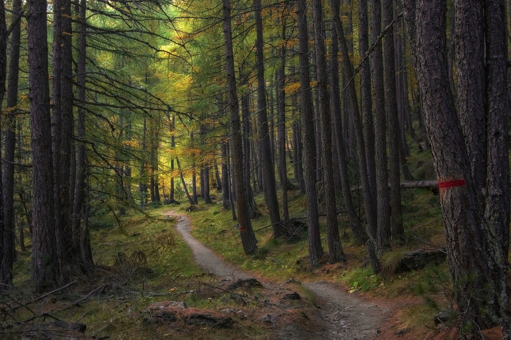 Designated trail running through a group of very tall pins in autumn. A red marking on a tree serves an indicator.