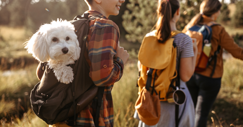 A family hiking with their dog in a backpack along for the glamping trip.