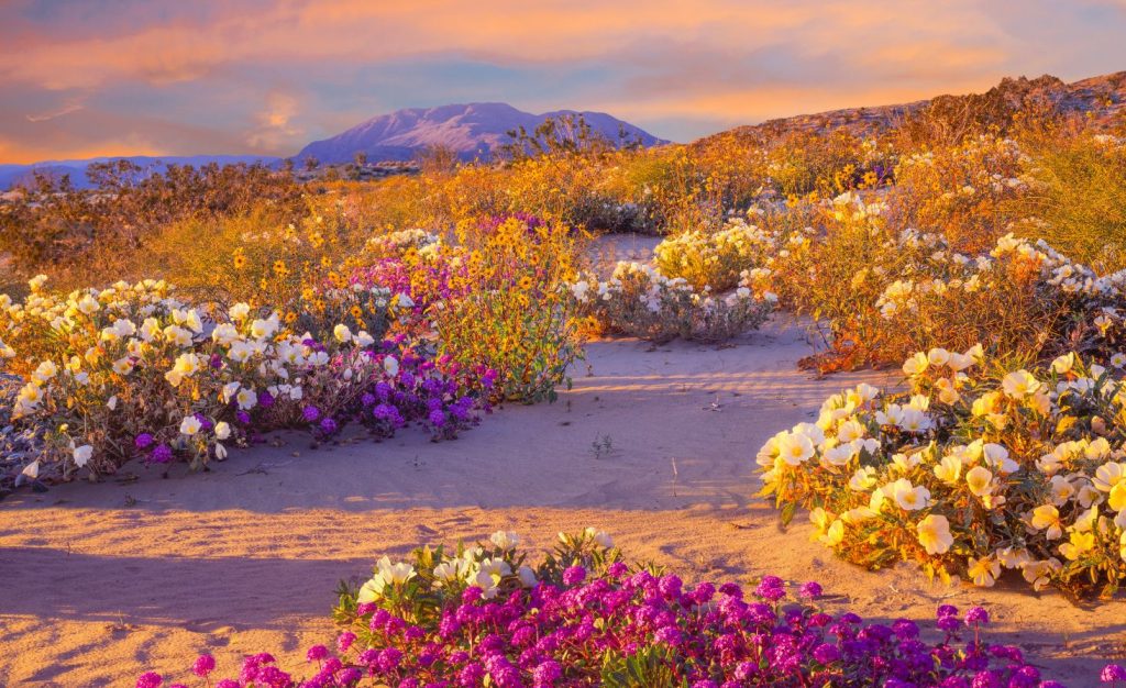 Photo of California's largest state park, Anza-Borrego with wildflowers blooming in full during spring, but they also can bloom again in winter to make for a great camping environment. 