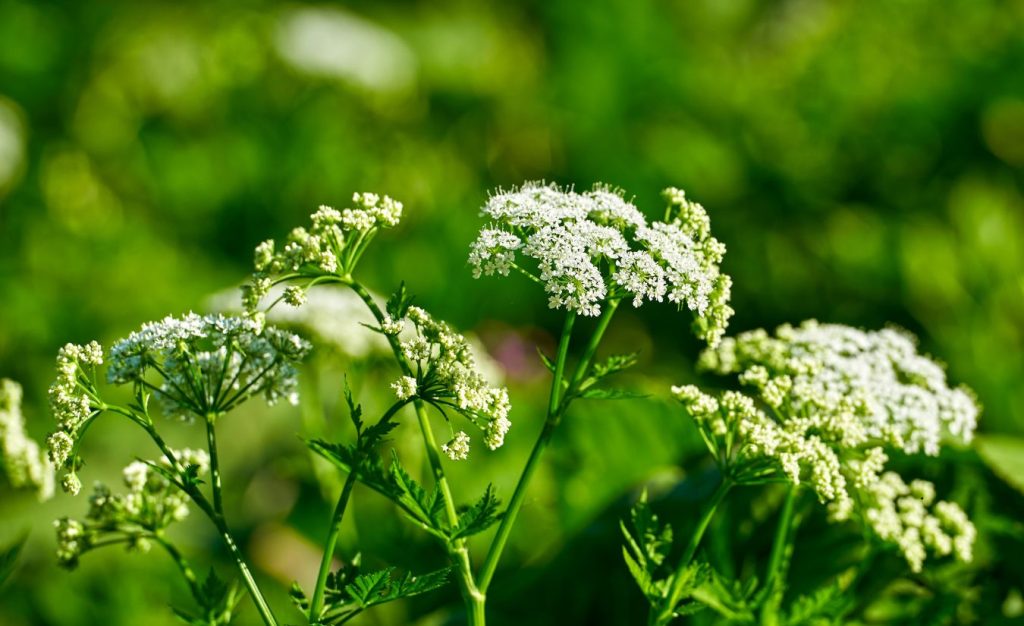 The extremely dangerous hemlock. It's flowering top looks like wild carrots, but no part of this plant is edible.