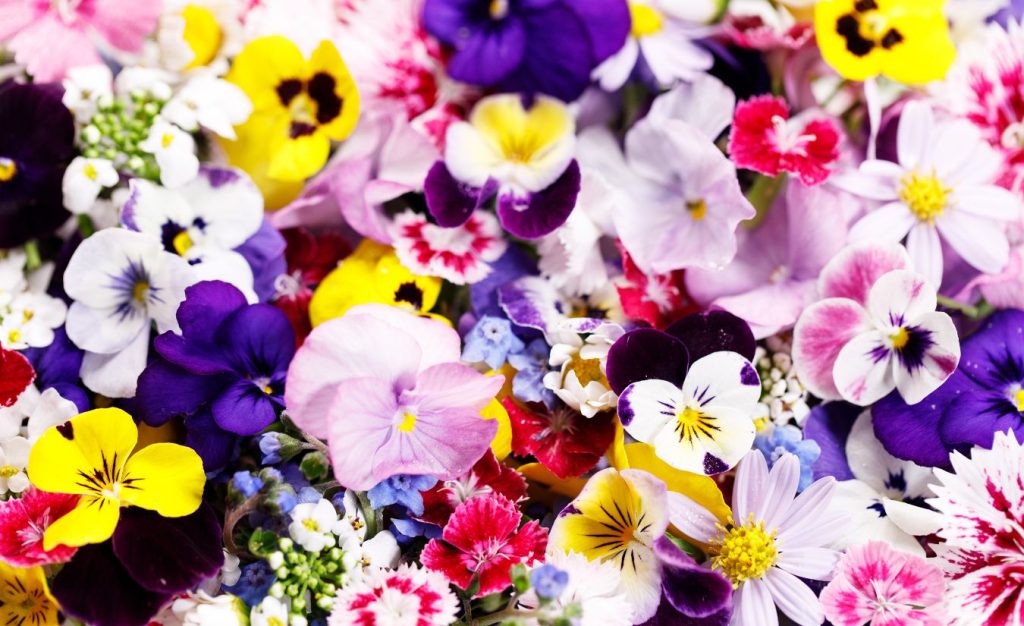 A selection of edible flowers, one of the great bounties that can be harvested by foraging beginners.