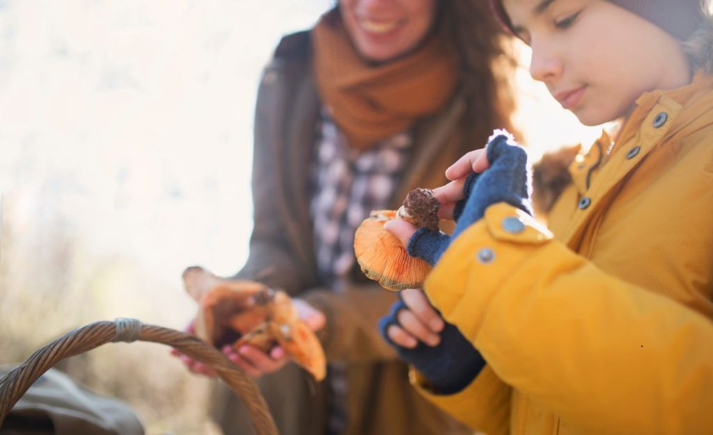 A mother and son are gathering their foraging bounty of wild mushrooms while camping.