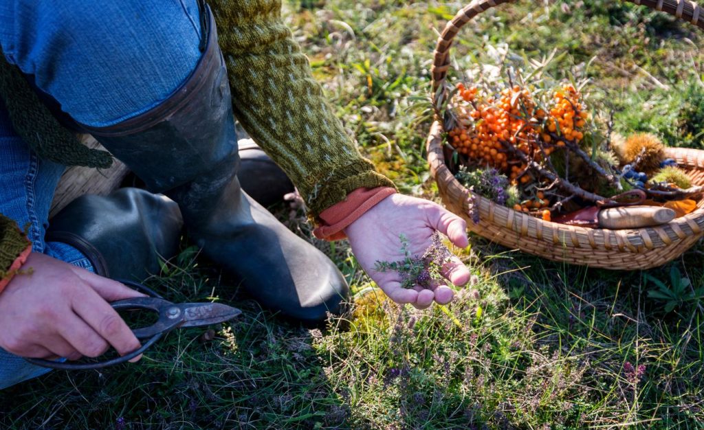 A foraging camper is shown with a pair of clippers harvesting a bounty that they are placing in a basket.