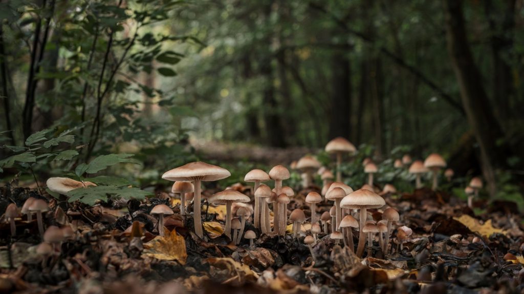 A photo of a damp, shaded forest with a carpet of mushrooms. The forest has a mix of large and small mushrooms, with some having a pinkish hue. The ground is covered with fallen leaves. The background is dense with trees. 