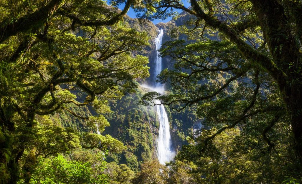 The two tiers of Sutherland Falls seen through the trees of the lush rainforest in front.