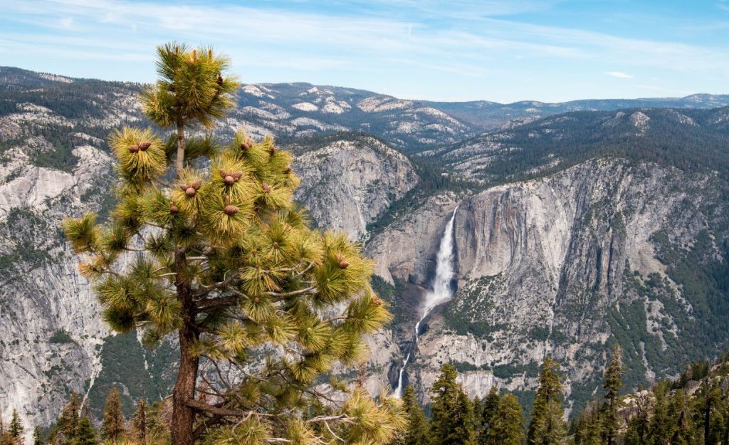 Yosemite Falls in California as seen from standing on a ridge above near some pine trees.