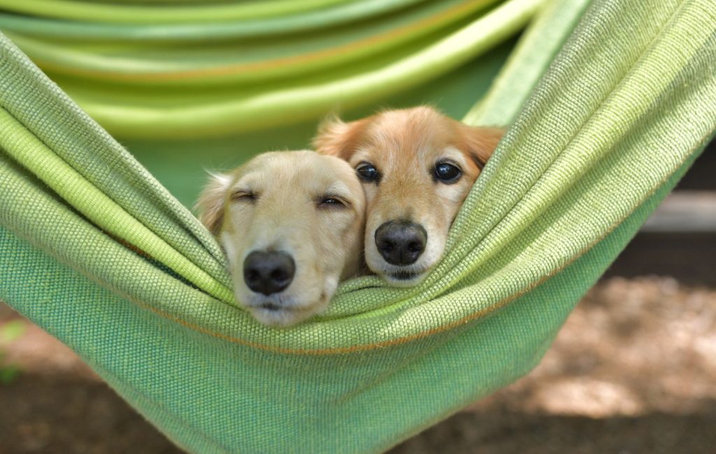 Two beige-colored dogs seen with their faces pressed together while napping in a sea-green double hammock.